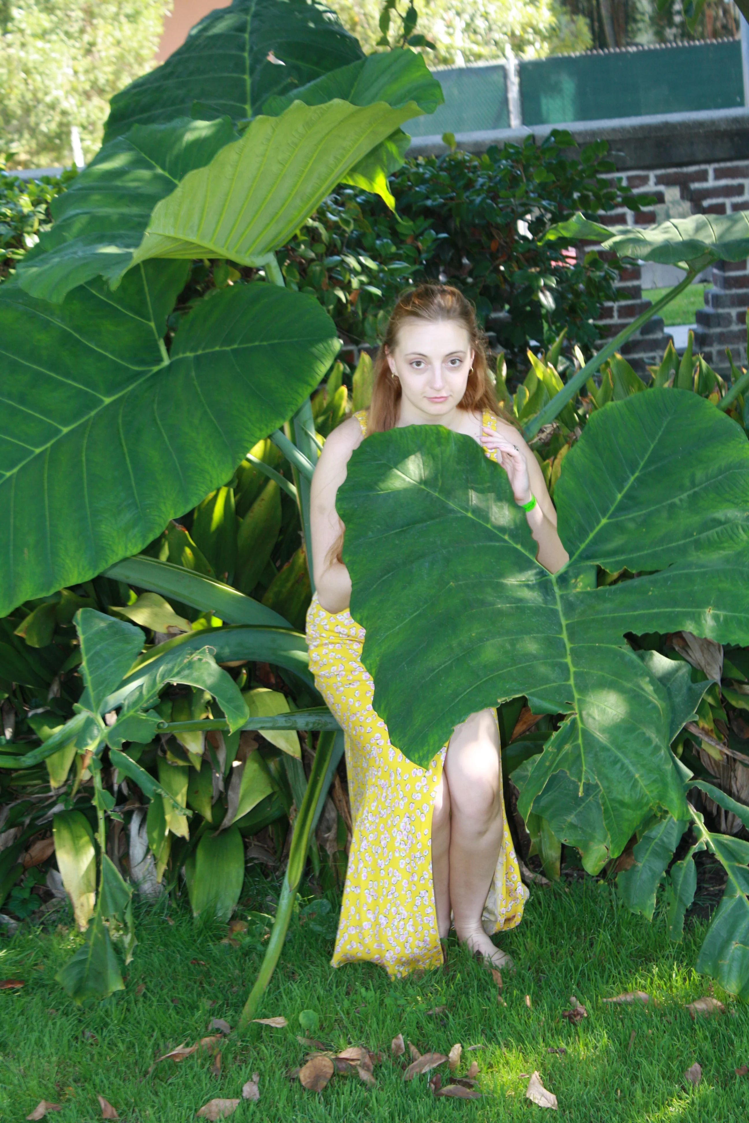 Jordie Morris peeking over a large green leaf at the Exposition Park Rose Garden.